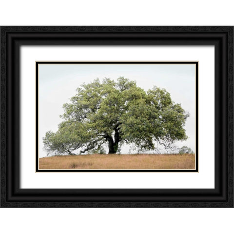 Oak Tree - 72 Black Ornate Wood Framed Art Print with Double Matting by Blaustein, Alan