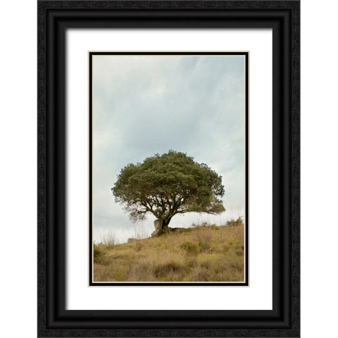 Oak Tree - 74 Black Ornate Wood Framed Art Print with Double Matting by Blaustein, Alan