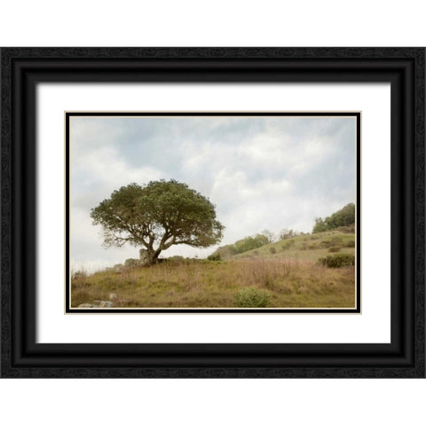 Oak Tree - 75 Black Ornate Wood Framed Art Print with Double Matting by Blaustein, Alan