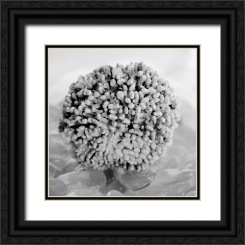 Crystal Cove - 43 Black Ornate Wood Framed Art Print with Double Matting by Blaustein, Alan