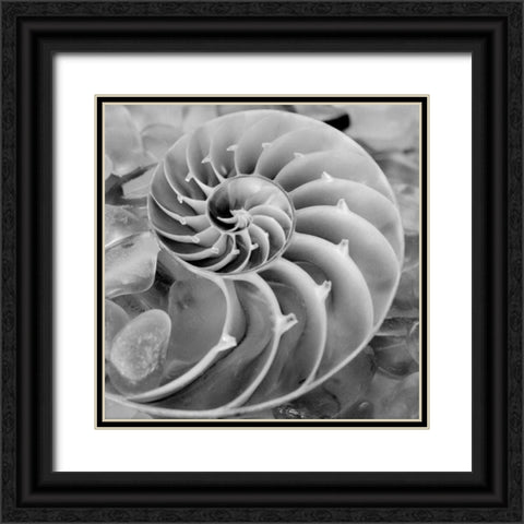 Crystal Cove - 44 Black Ornate Wood Framed Art Print with Double Matting by Blaustein, Alan