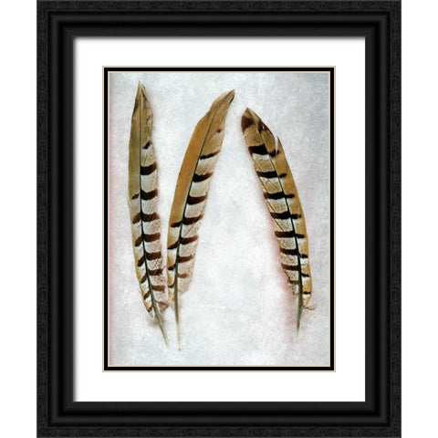 Feather - 1 Black Ornate Wood Framed Art Print with Double Matting by Blaustein, Alan