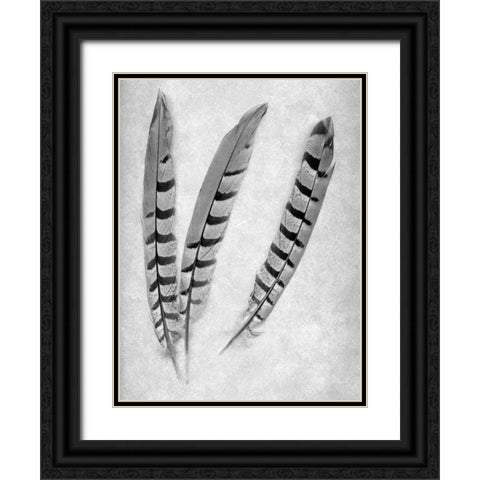 Feathers B-W - 1 Black Ornate Wood Framed Art Print with Double Matting by Blaustein, Alan
