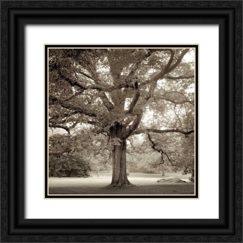 Hampton Maple - 1 Black Ornate Wood Framed Art Print with Double Matting by Blaustein, Alan