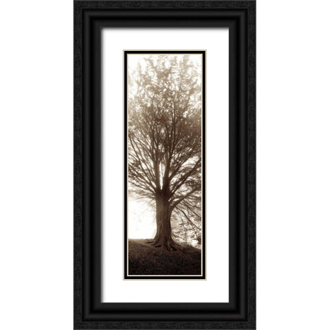 Hampton Gates Tree No.1 Black Ornate Wood Framed Art Print with Double Matting by Blaustein, Alan
