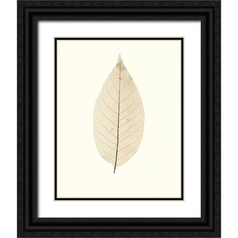 Chinese Magnolia Black Ornate Wood Framed Art Print with Double Matting by Blaustein, Alan