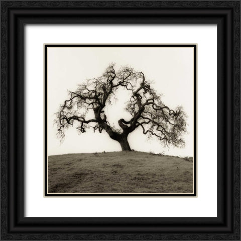 Hillside Oak Tree Black Ornate Wood Framed Art Print with Double Matting by Blaustein, Alan