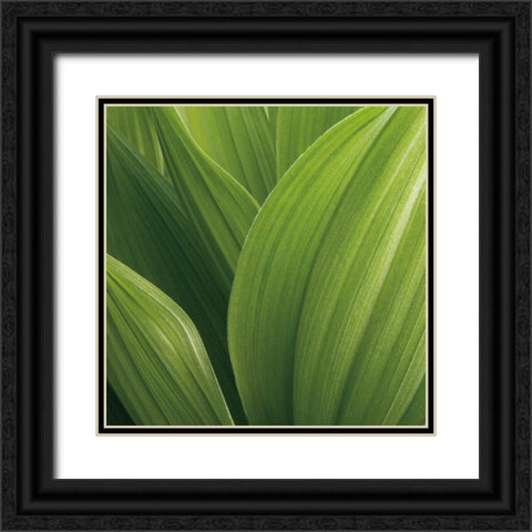 Corn Lily Black Ornate Wood Framed Art Print with Double Matting by Bell, Jan