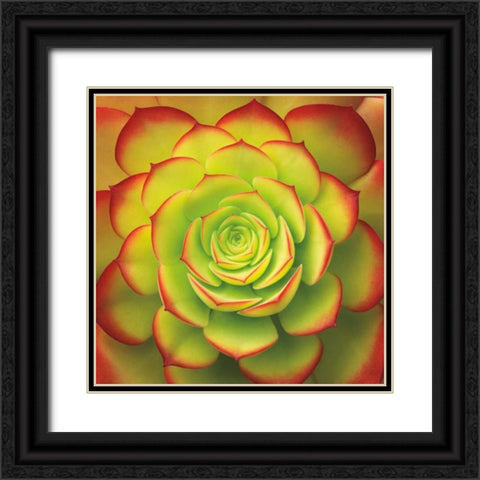 Fiery Succulent Black Ornate Wood Framed Art Print with Double Matting by Bell, Jan