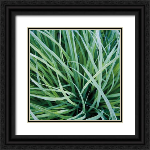 Grass with Morning Dew Black Ornate Wood Framed Art Print with Double Matting by Bell, Jan