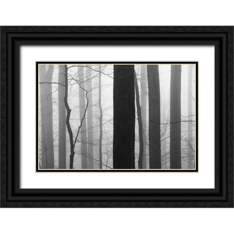 Forest Code Black Ornate Wood Framed Art Print with Double Matting by Bell, Nicholas