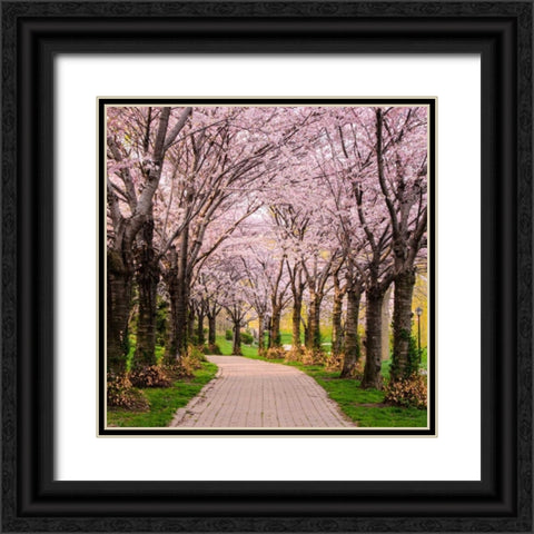 Cherry Blossom Trail Black Ornate Wood Framed Art Print with Double Matting by Burdick, Chuck