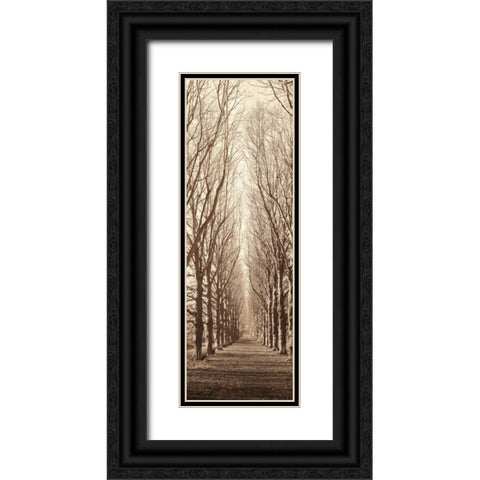 Poplar Trees Black Ornate Wood Framed Art Print with Double Matting by Blaustein, Alan