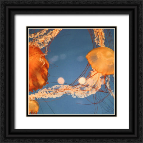 Jelly Fish 1 Black Ornate Wood Framed Art Print with Double Matting by Colligan, Lynann