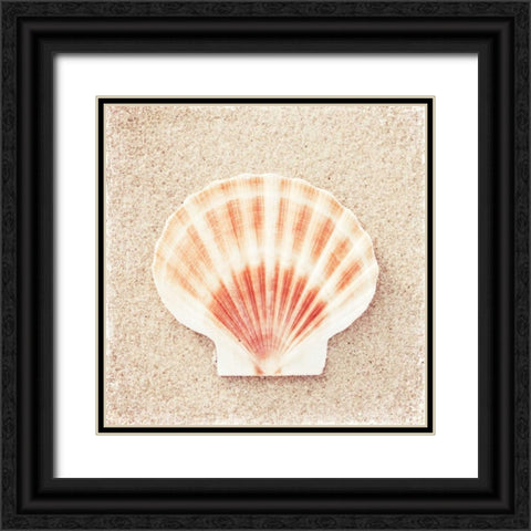 Scallop Shell Black Ornate Wood Framed Art Print with Double Matting by Cochrane, Carolyn
