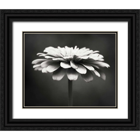 Spellbinding Black Ornate Wood Framed Art Print with Double Matting by Cochrane, Carolyn