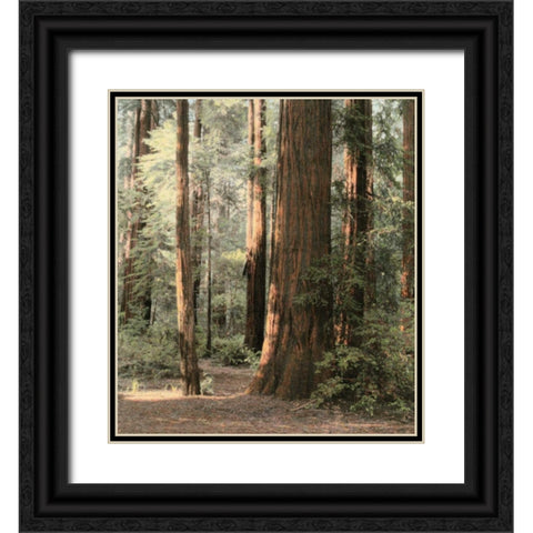 Redwoods 2 Black Ornate Wood Framed Art Print with Double Matting by Culver, Laura