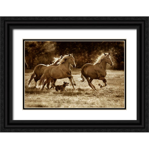 Paso Horses Black Ornate Wood Framed Art Print with Double Matting by Dearing, Lisa