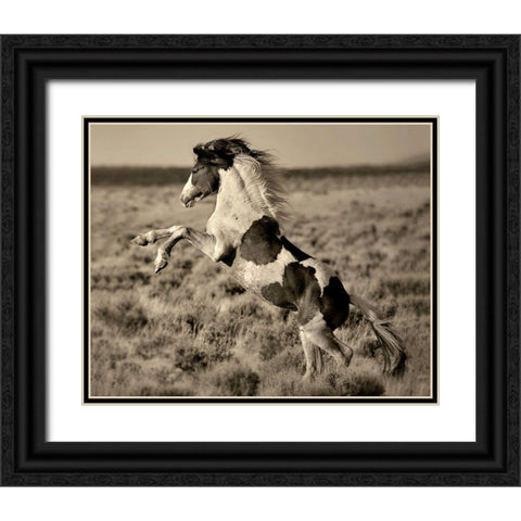 Wild Painted Pony Black Ornate Wood Framed Art Print with Double Matting by Dearing, Lisa