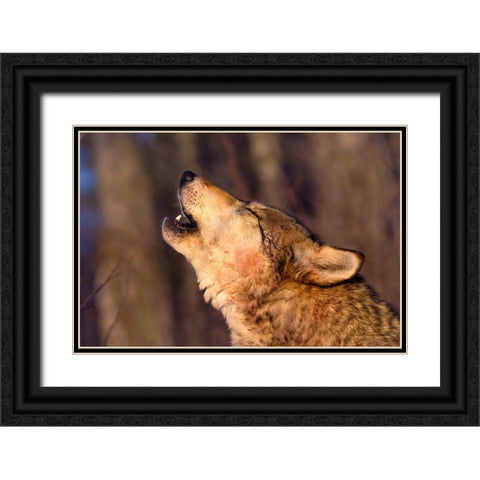 Lonesome Howl Black Ornate Wood Framed Art Print with Double Matting by Dearing, Lisa