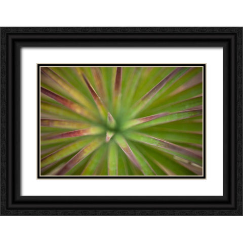 Arizona Monocot Black Ornate Wood Framed Art Print with Double Matting by France, Todd
