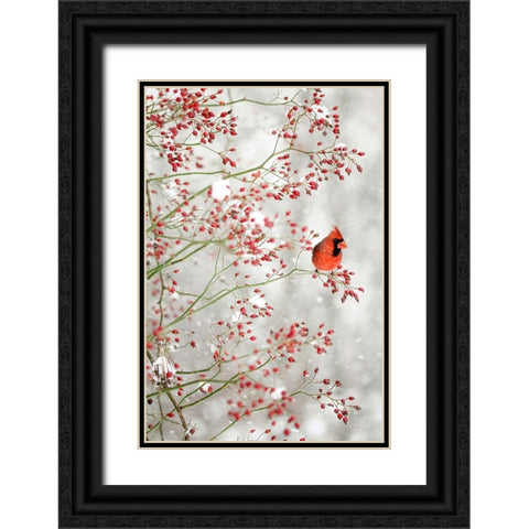 Red Cardinal in the Red Berries Black Ornate Wood Framed Art Print with Double Matting by Grippo-Pike, Carrie Ann