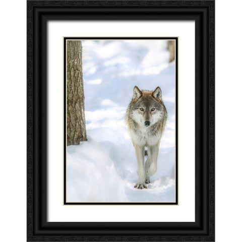 Winter Wolf Black Ornate Wood Framed Art Print with Double Matting by Grippo-Pike, Carrie Ann