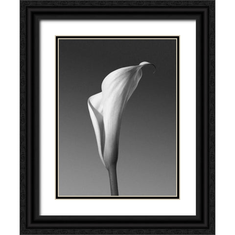 Calla No. 4 Black Ornate Wood Framed Art Print with Double Matting by PhotoINC Studio