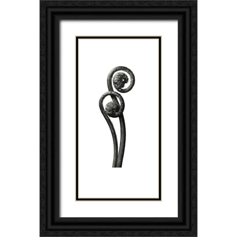 Blossfeldt Botanical No. 3 Black Ornate Wood Framed Art Print with Double Matting by Incado