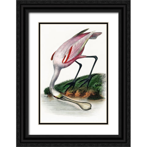 Spoonbill Black Ornate Wood Framed Art Print with Double Matting by Incado