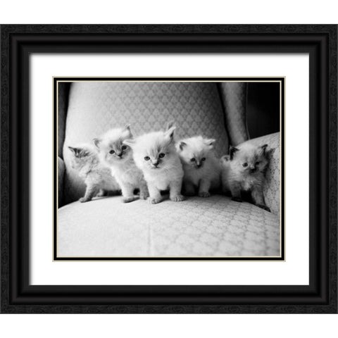 Five Kittens Black Ornate Wood Framed Art Print with Double Matting by Levin, Kim
