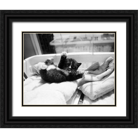 Kitten Laundry Black Ornate Wood Framed Art Print with Double Matting by Levin, Kim