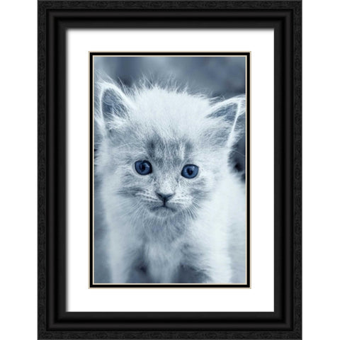 Blue Kitty Black Ornate Wood Framed Art Print with Double Matting by Louise, Tracie