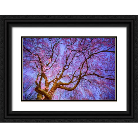 Weeping Cherry Black Ornate Wood Framed Art Print with Double Matting by Mikaels, Natalie