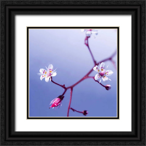 Cherry Flower 3 Black Ornate Wood Framed Art Print with Double Matting by PhotoINC Studio