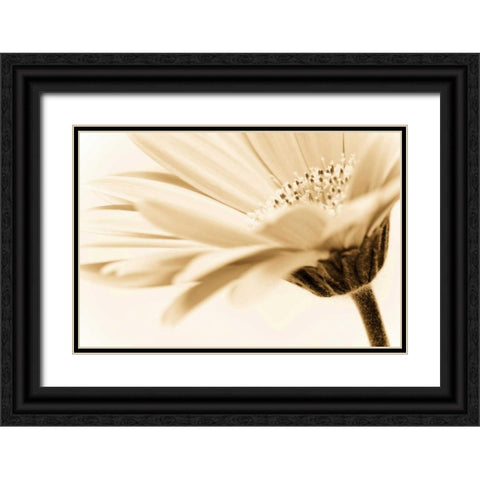 Daisy Black Ornate Wood Framed Art Print with Double Matting by PhotoINC Studio