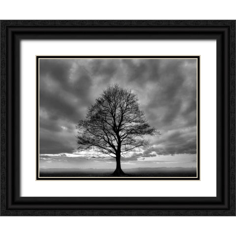 Great Tree Black Ornate Wood Framed Art Print with Double Matting by PhotoINC Studio