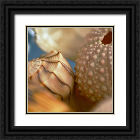 Shells 1 Black Ornate Wood Framed Art Print with Double Matting by PhotoINC Studio