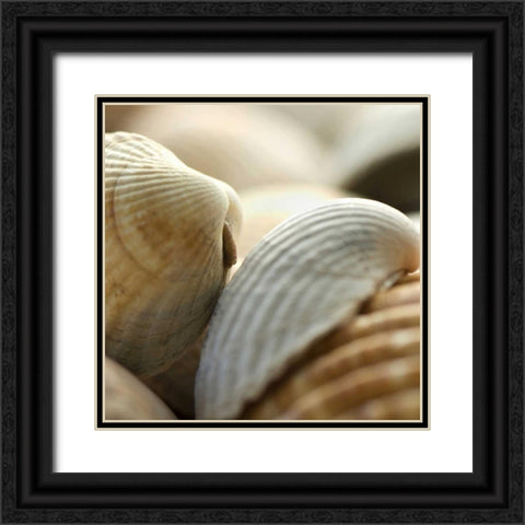 Shells 4 Black Ornate Wood Framed Art Print with Double Matting by PhotoINC Studio