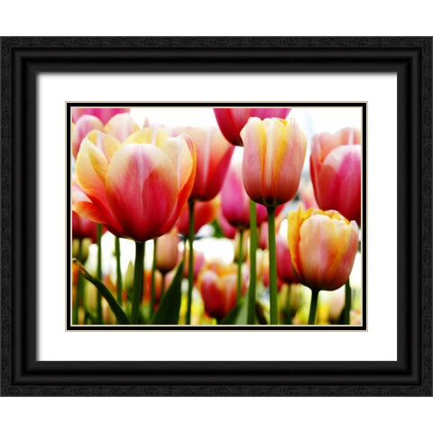 Tulip Black Ornate Wood Framed Art Print with Double Matting by PhotoINC Studio