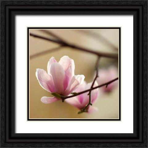 Tulip Tree 1 Black Ornate Wood Framed Art Print with Double Matting by PhotoINC Studio