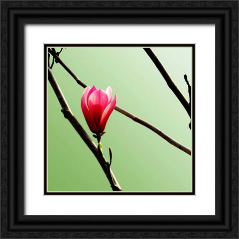 Tulip Tree 3 Black Ornate Wood Framed Art Print with Double Matting by PhotoINC Studio