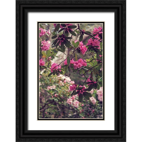 Rhododendrons Black Ornate Wood Framed Art Print with Double Matting by Ryan, Brooke T.