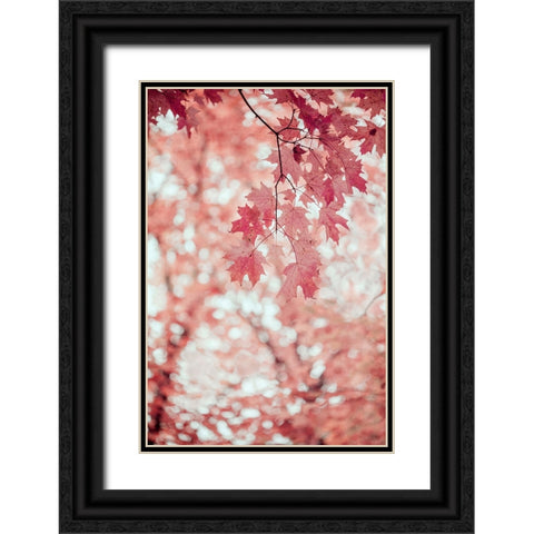Pink and Coral Maple Leaves Black Ornate Wood Framed Art Print with Double Matting by Ryan, Brooke T.