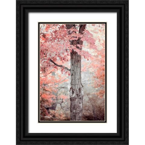 Pink and Coral Maple Tree Black Ornate Wood Framed Art Print with Double Matting by Ryan, Brooke T.