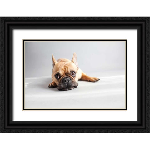 Sad Frenchie Black Ornate Wood Framed Art Print with Double Matting by Sabo, Susan