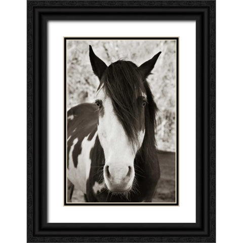 Pale Eyed Stallion Black Ornate Wood Framed Art Print with Double Matting by Scott, Traer