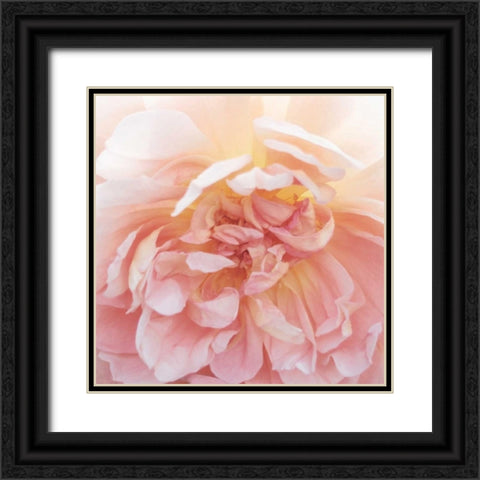 Heavenly Rose Black Ornate Wood Framed Art Print with Double Matting by Swanson, Rebecca