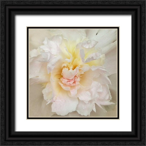 Paeonia Black Ornate Wood Framed Art Print with Double Matting by Swanson, Rebecca