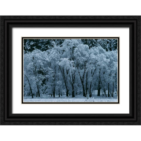 Black Oaks Yosemite Black Ornate Wood Framed Art Print with Double Matting by Thomas, Alain